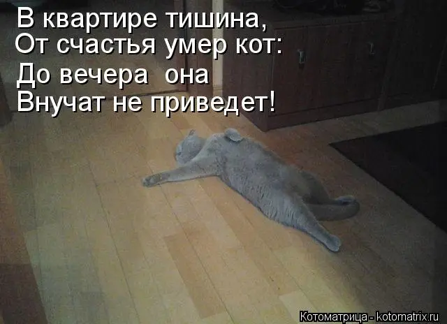 kotomatritsa_cd.webp