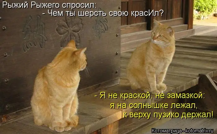 kotomatritsa_Od.webp