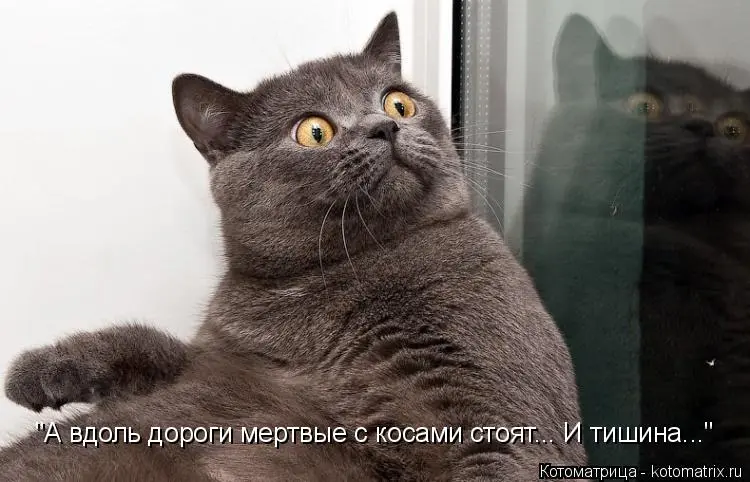 kotomatritsa_Tm.webp