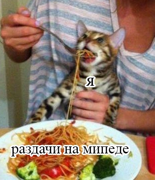 kotomatritsa_Uh.webp