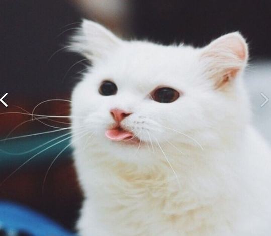 квйфцвячвс.webp