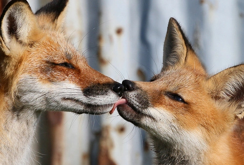 Lick 3 - Imgur.webp