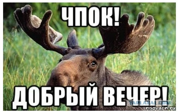 лось добрый вечер.webp
