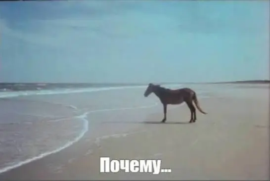лошадь.webp