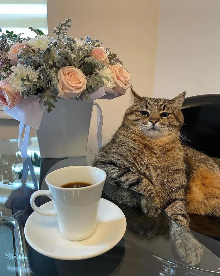 loveyouStepan-котэ-кофеёк-7020825.webp