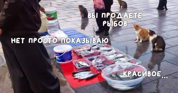 lVr3o4it8QE.webp