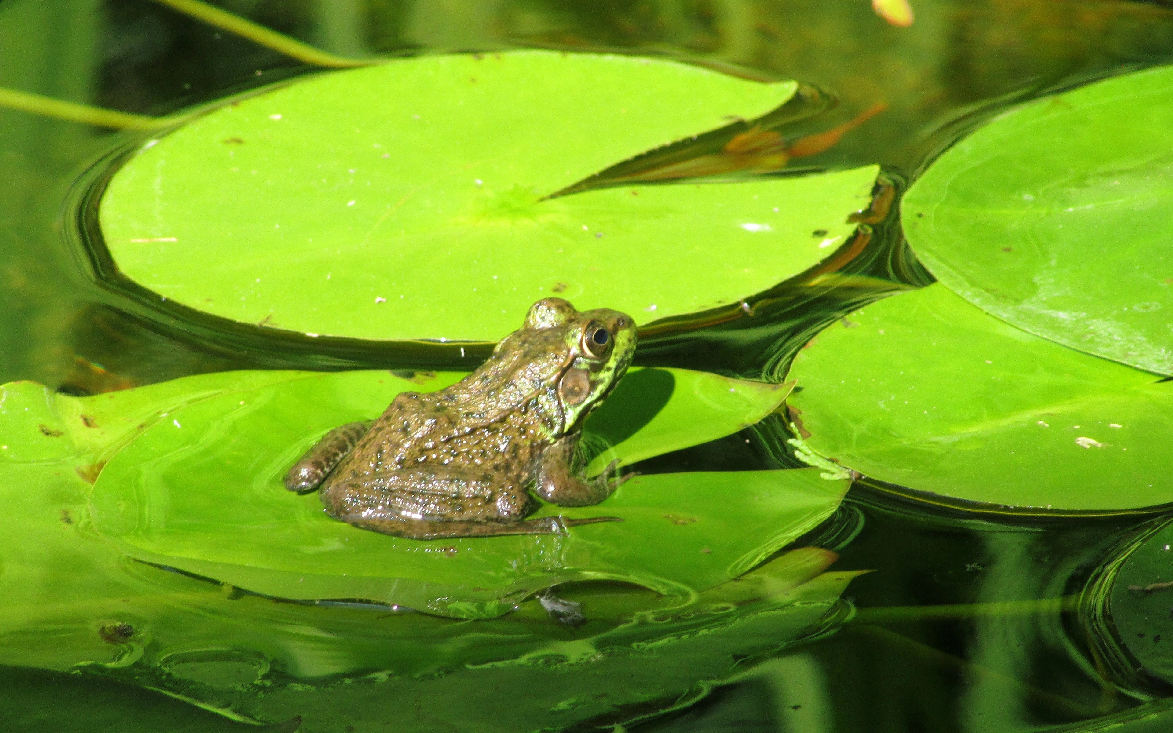 lyagushka_amfibiya_lilii_boloto_111725_3840x2400.webp