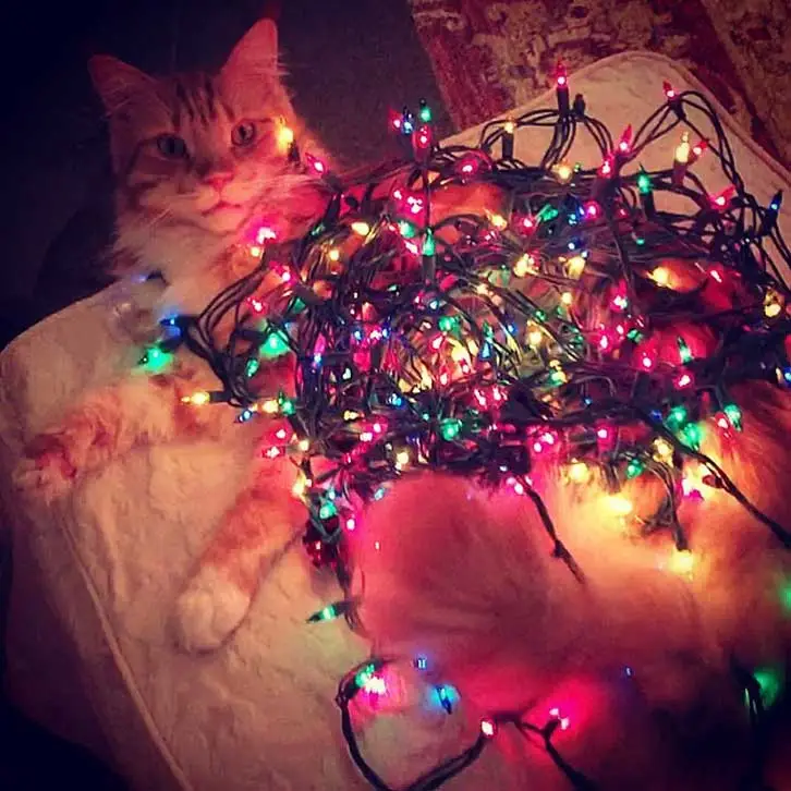 Maine-Coon-Cat-Monty-Christmas-Lights.webp