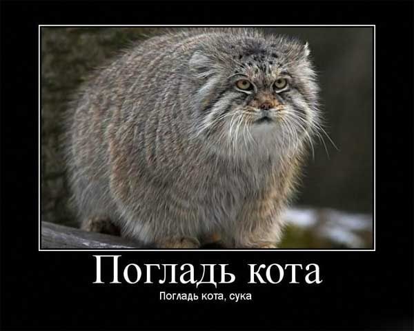 manul.jpg