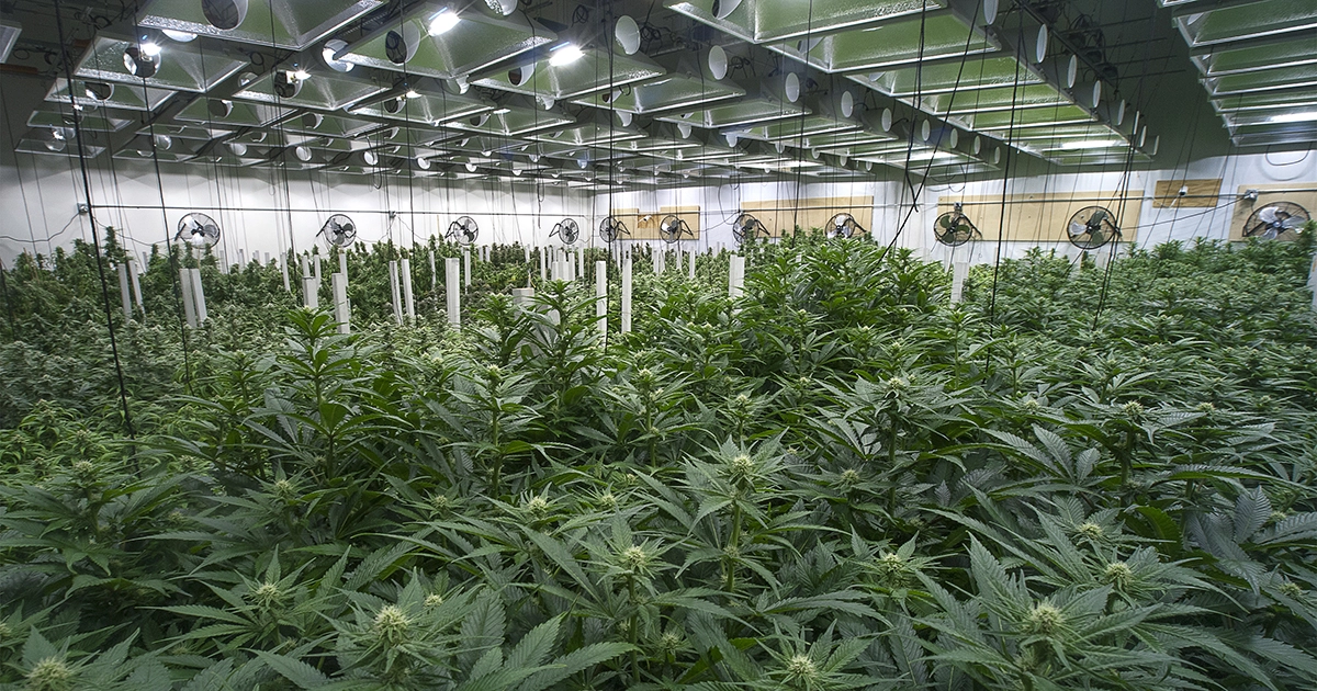 MedicalMarijuanaDispensary.webp