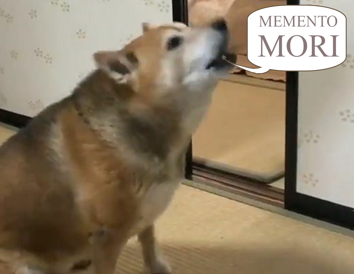 MEMENTO MORI.webp