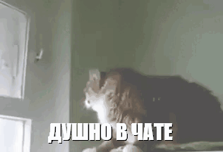 мемы 10.gif