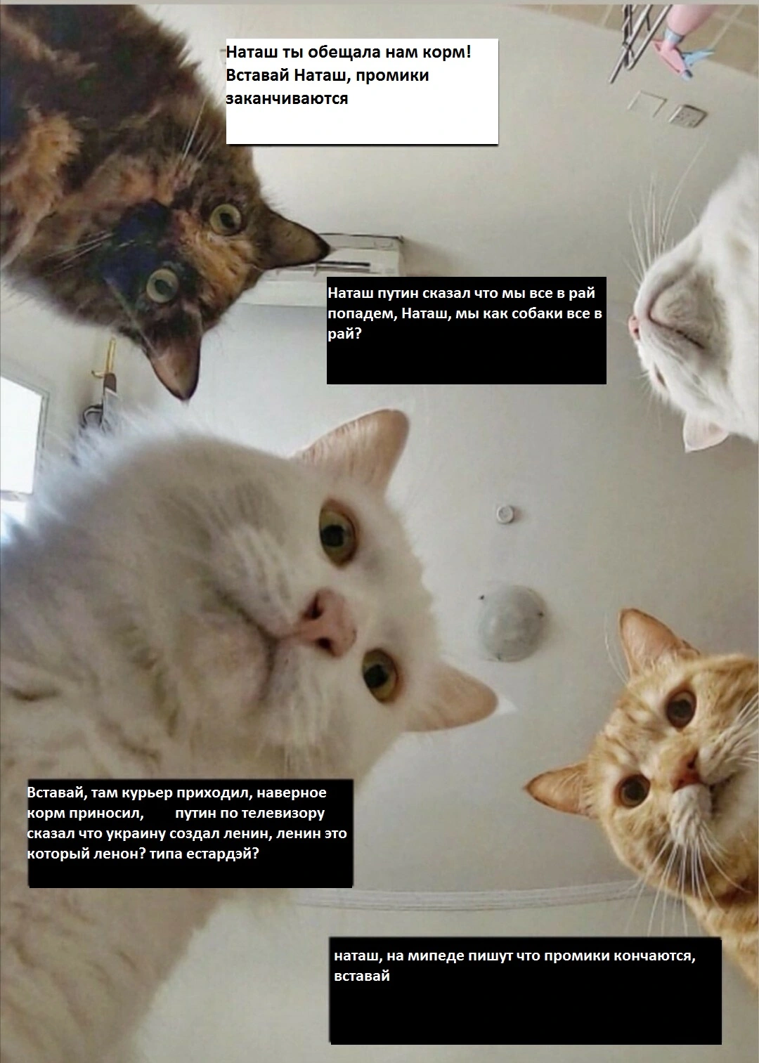 наташа и коты2.webp
