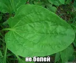 ne_boley.webp