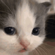 not-hehe-cat.gif