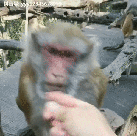 обезьяна-гифки-5076448.gif