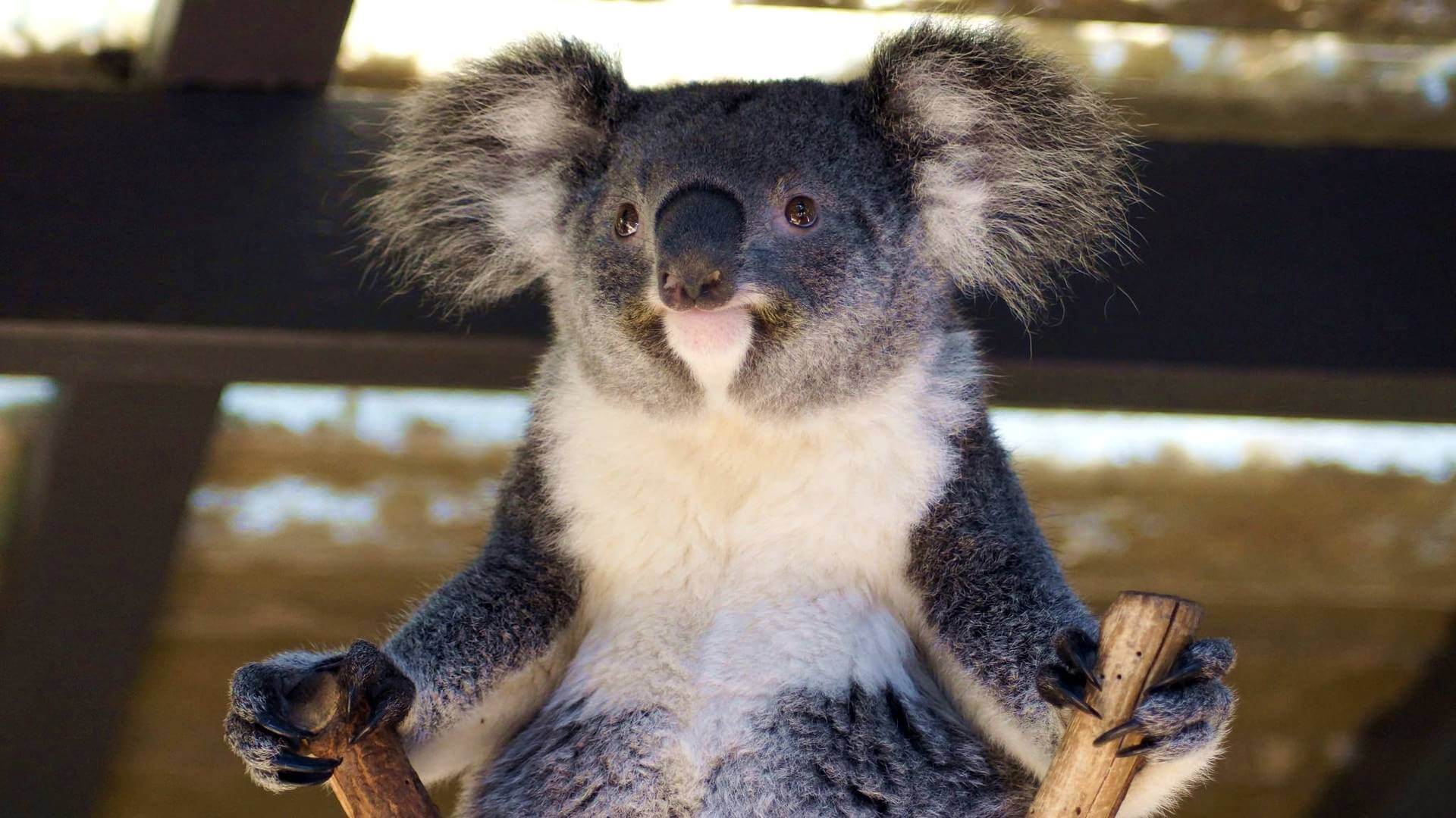 obl-koala.jpg
