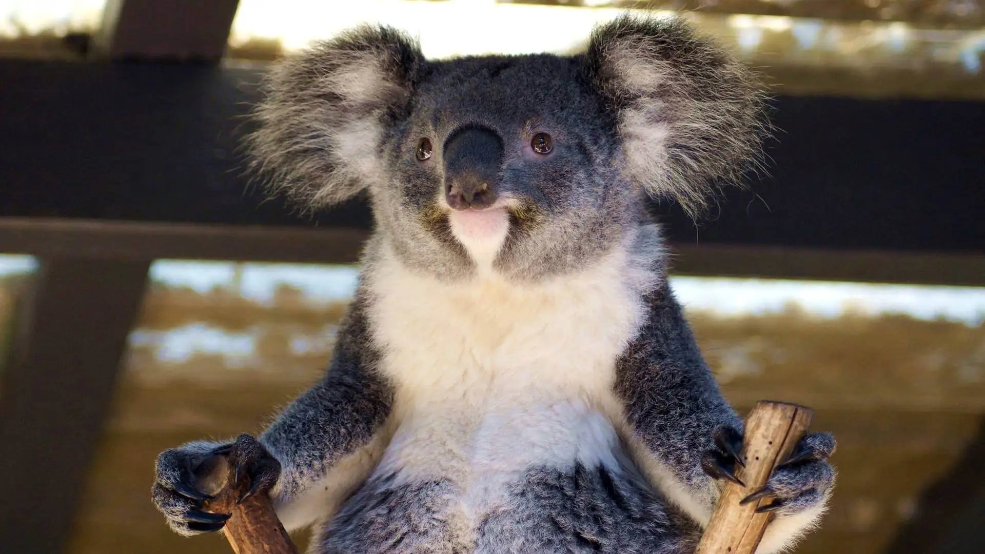 obl-koala.webp
