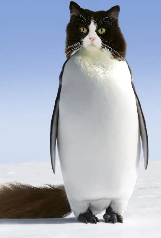 penguin5.webp