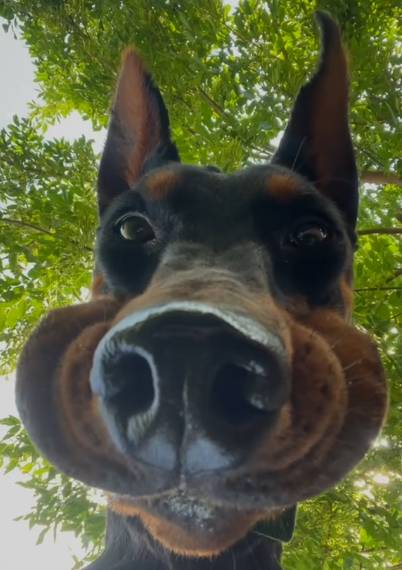 песик.png