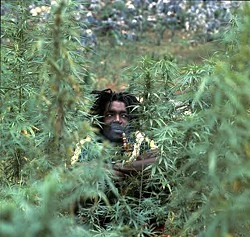 peter_tosh.webp