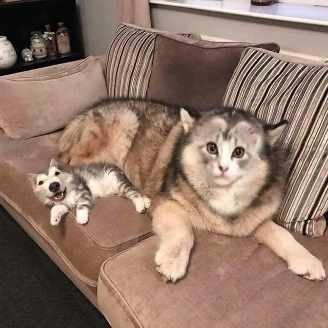 photo-faceswap-dog-cat-4820490.webp