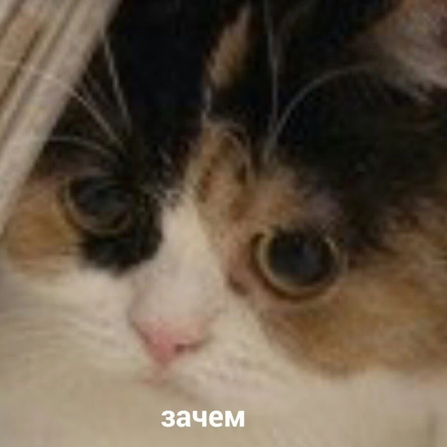 photo.webp
