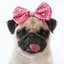 pirinka.webp