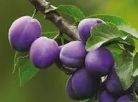 plums.webp