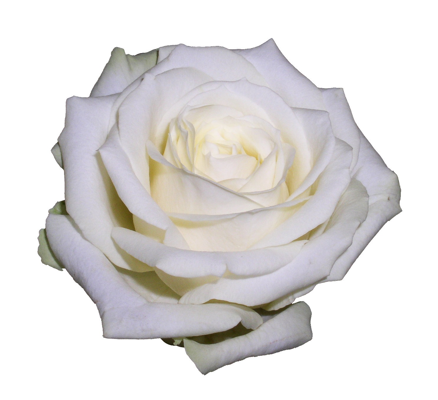pngwing.com (1).webp