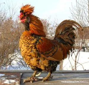 poroda-kur.webp
