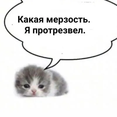 Приколы-для-даунов-разное-кот-Новый-Год-7768450.webp