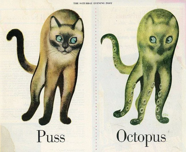 puss.webp