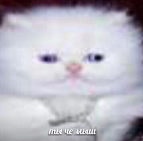 QimPLCm2mc0.webp