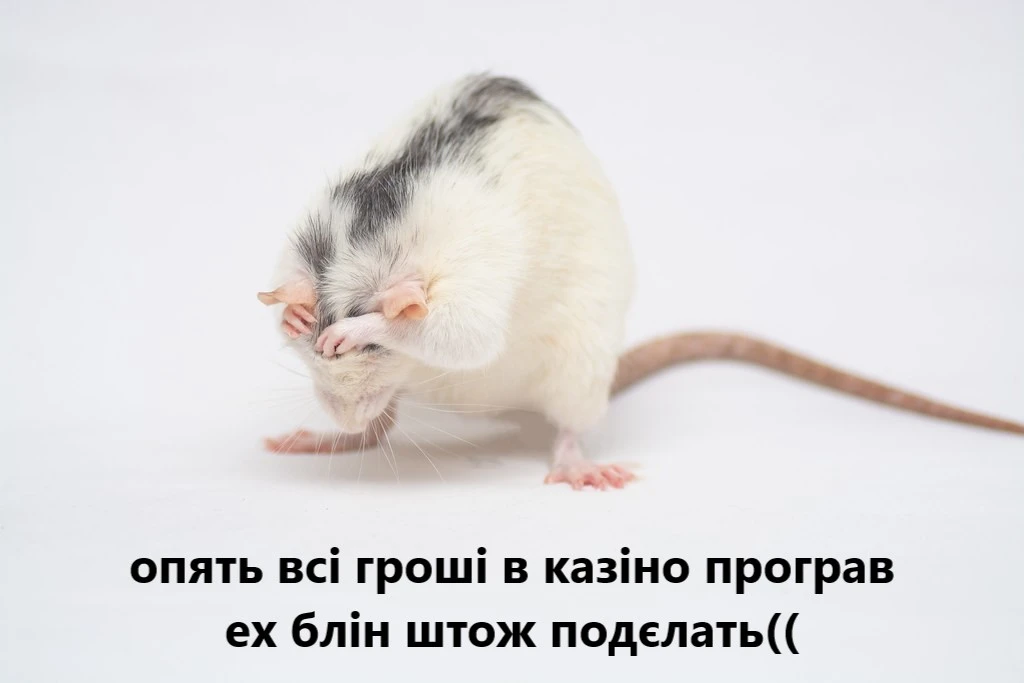 r a t.webp
