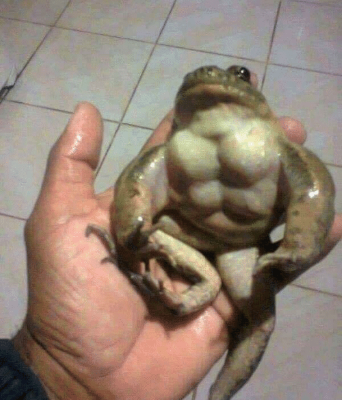 rare-pepe-strong-and-ready-to-maga-and-beat-the-22602160.webp