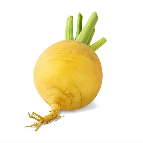 repa.webp