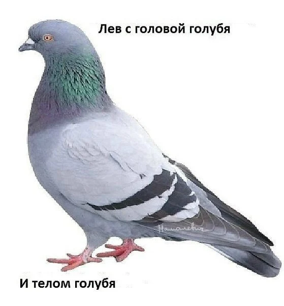 rICFbZOx3qA.webp