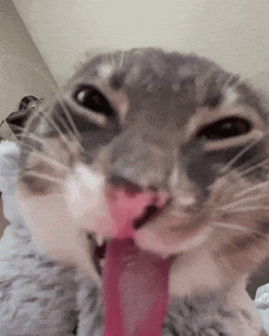 rigby-cat.gif