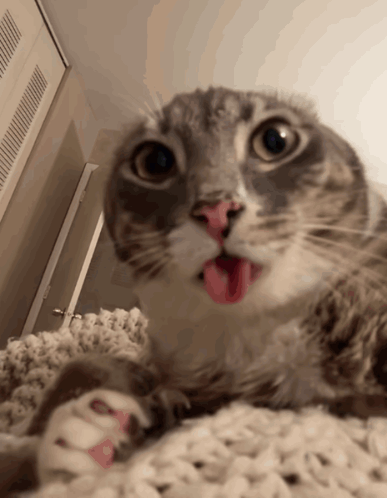 rigby-cat-rigby-the-cat.gif