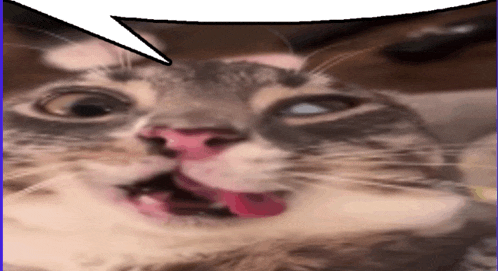 rigby-cat-stupid.gif