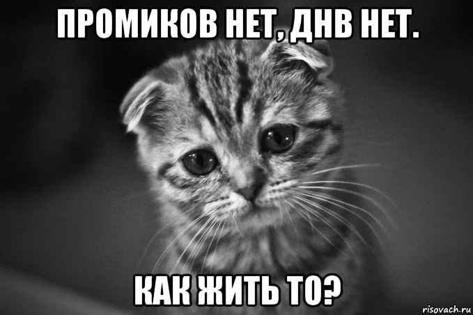 risovach.ru.webp
