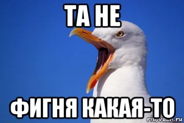 risovach.ru.webp