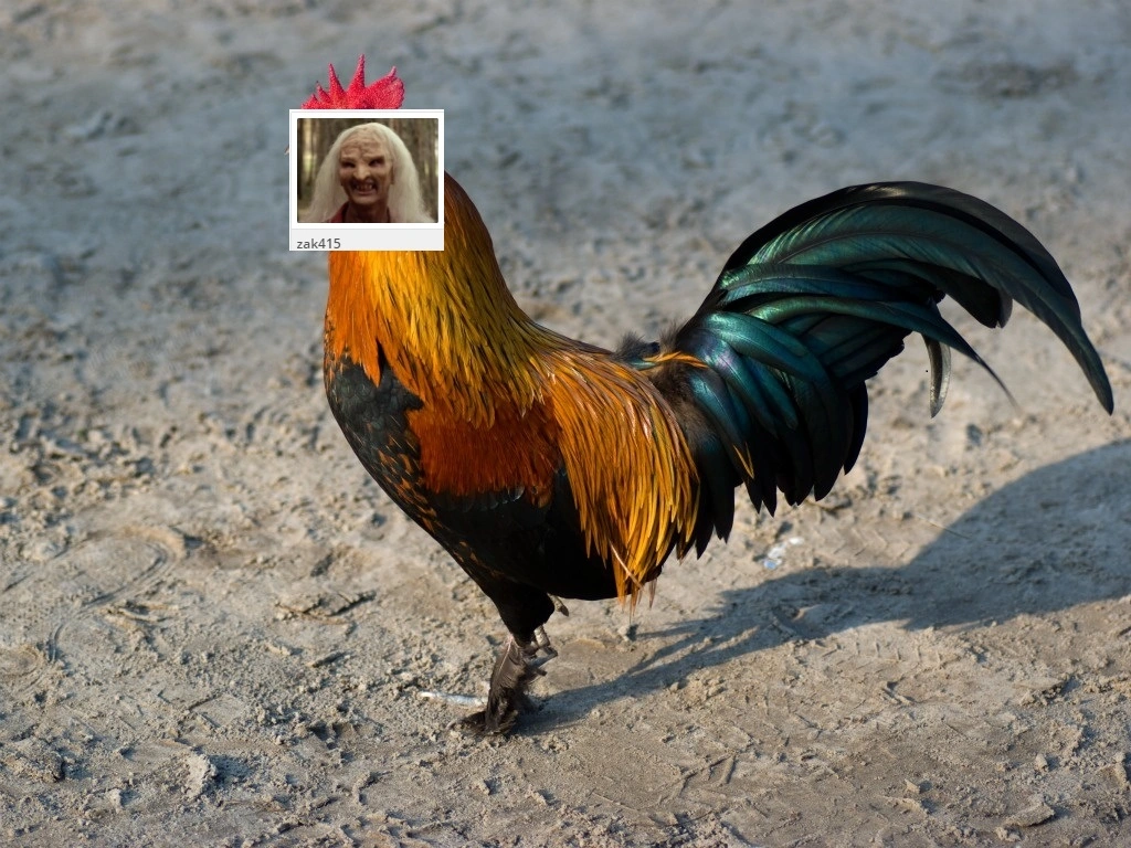 roosterbykjherstinstock.webp