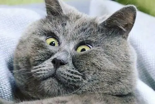 russian-blue.webp