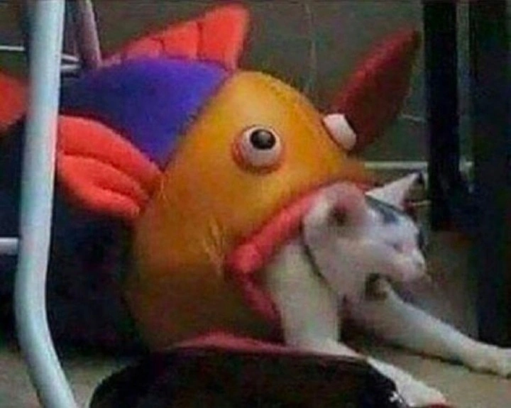 рыба жрет кота.webp