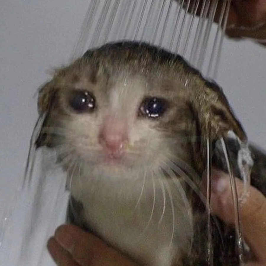 sad-cat-41.webp
