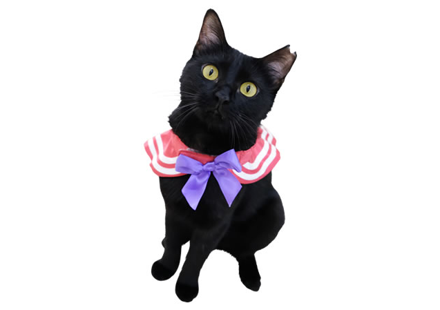 Sailor-Moon-Cosplay-Revels-in-Pussy-3.png