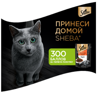 Sheba_.webp