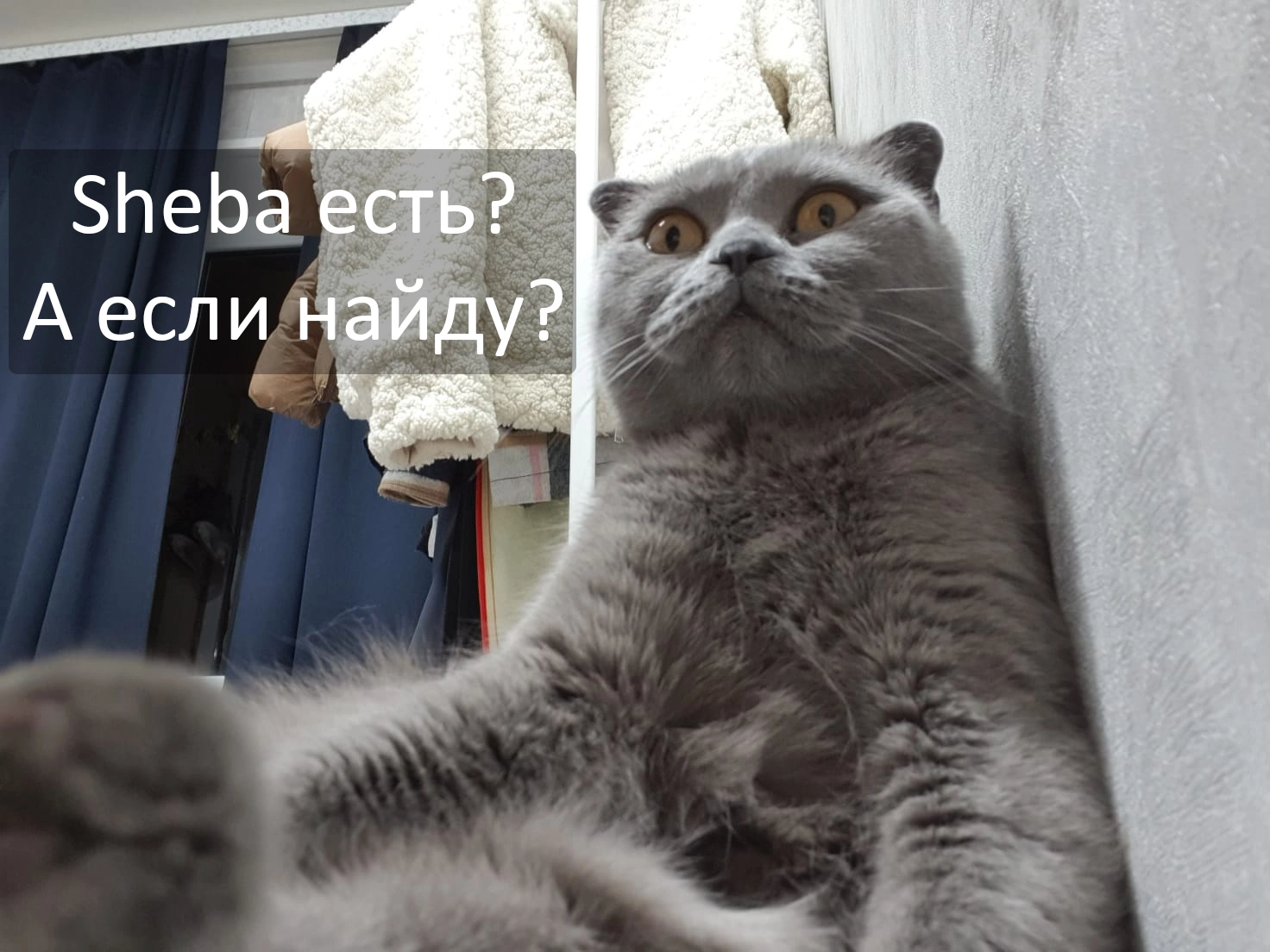 shebaaa.webp